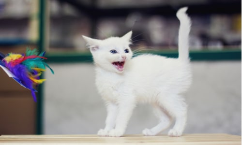 This Is Why You Should Think Twice Before Getting A Pet This Christmas cat